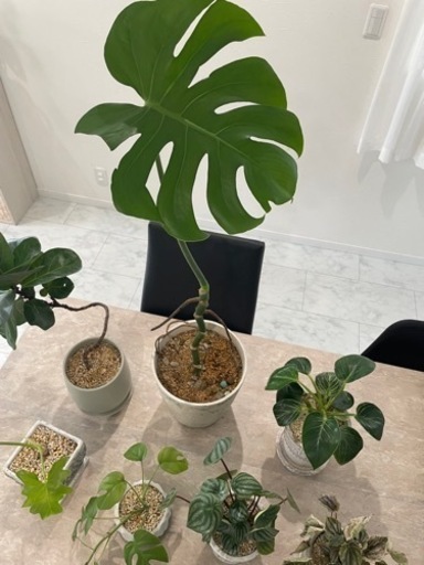 観葉植物7鉢セット　小鉢　大鉢