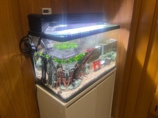 アクアリウム 60cm水槽