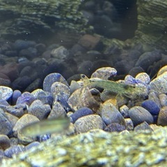 淡水魚生体、水草、水槽一式セット（水槽一式以外は無料）の画像