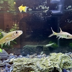 淡水魚生体、水草、水槽一式セット（水槽一式以外は無料）の画像