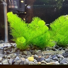 淡水魚生体、水草、水槽一式セット（水槽一式以外は無料）の画像
