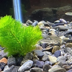 淡水魚生体、水草、水槽一式セット（水槽一式以外は無料）の画像