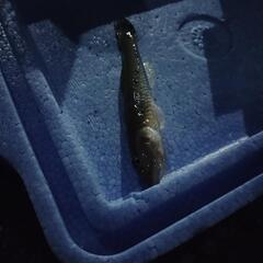 これは何ていう魚ですか