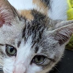 かわいい5兄弟　ミケ　女のコ
