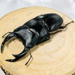 国産オオクワガタ トリオ ♂73mm ♀47mm ♀46mm お...