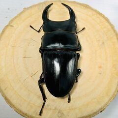 国産オオクワガタ トリオ ♂73mm ♀47mm ♀46mm おうち時間のおともに！！⑳ オオクワガタ オオクワの画像