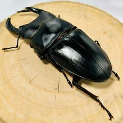 国産オオクワガタ トリオ ♂73mm ♀47mm ♀46mm おうち時間のおともに！！⑳ オオクワガタ オオクワの画像