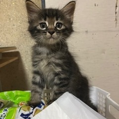 生後2ヶ月のかわいい子たちです