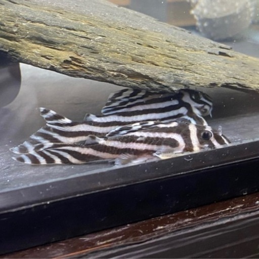 インペリアルゼブラプレコ　アダルト