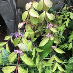 　　　紫式部　ムラサキシキブ　園芸　ガーデニング　植木鉢　植木　の画像