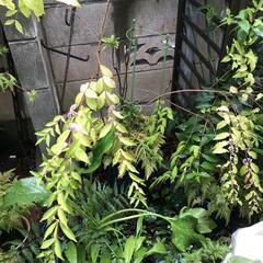 　　　紫式部　ムラサキシキブ　園芸　ガーデニング　植木鉢　植木　