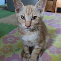 かわいい5兄弟　茶トラ　男のコ