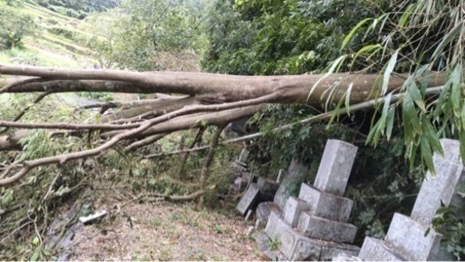 倒木処理可能な方助けてください