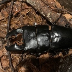 スマトラオオヒラタ　♀2 ♂1の画像