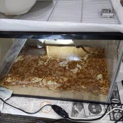 ミルワーム　さしあげます。