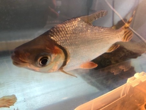 【カラプロ20〜23㌢】1万円