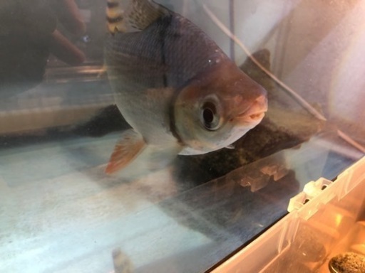 【カラプロ20〜23㌢】1万円