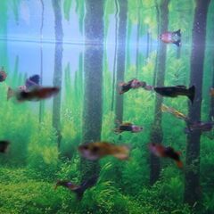ミックスグッピー 稚魚のみの画像