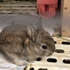 うさぎ　赤ちゃん　ネザーランドドワーフ　MIX - その他