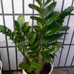 観葉植物「ザミオ(大)」の画像