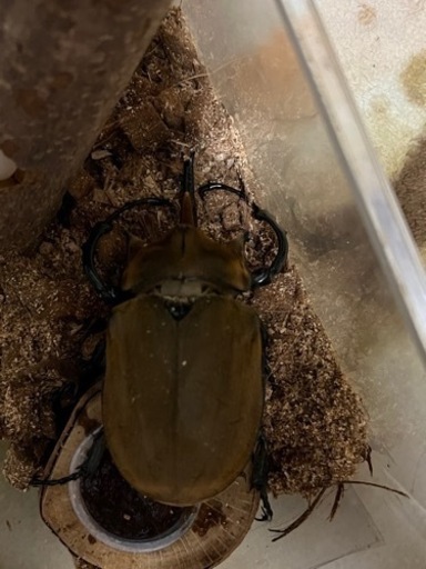 エレファスゾウカブト【成虫】単品♂③