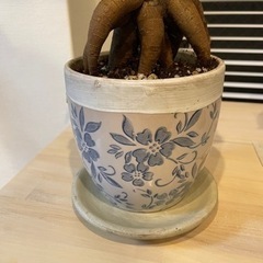 観葉植物 / ガジュマル / アンティーク鉢の画像