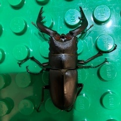 クワガタの幼虫　お好きなだけの画像