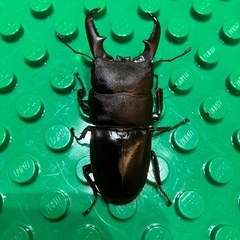 クワガタの幼虫　お好きなだけの画像