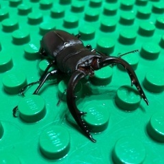 クワガタの幼虫　お好きなだけの画像