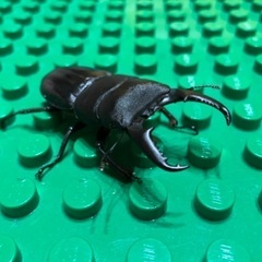 クワガタの幼虫　お好きなだけの画像