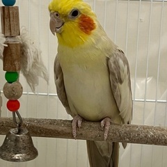 オカメインコ（ファロー）