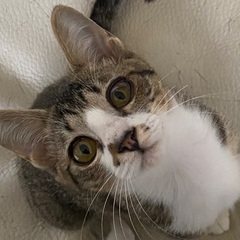 甘えん坊のクレオちゃん