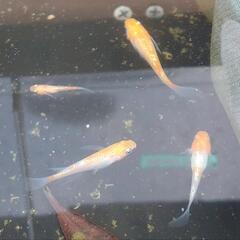 メダカ(紅白ラメ松井ヒレなが)稚魚一匹