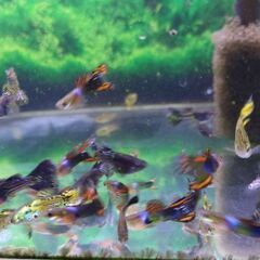 ミックスグッピー 稚魚のみの画像