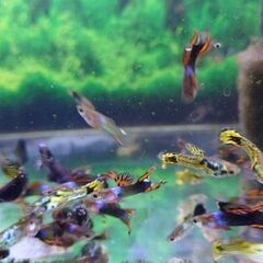 ミックスグッピー 稚魚のみの画像
