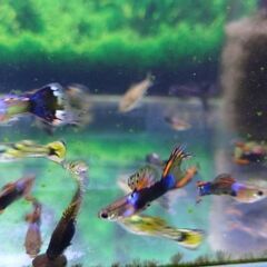 ミックスグッピー 稚魚のみの画像