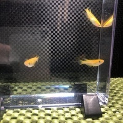 ｟大量出品ブリーダ向け｠緋目高　ヒメダカ濃血統の卵【有精卵×　50個】保証×5個の画像