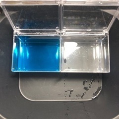 ｟大量出品ブリーダ向け｠緋目高　ヒメダカ濃血統の卵【有精卵×　50個】保証×5個の画像