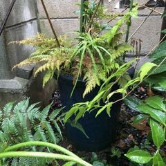 紫式部　ムラサキシキブ　園芸　植木　植木鉢　ガーデニング　生け花の画像