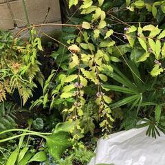 紫式部　ムラサキシキブ　園芸　植木　植木鉢　ガーデニング　生け花の画像