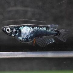 ☀️～極上メダカの稚魚～50匹以上～１名様限定～☀️