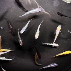 ⑮【第3回ご協賛めだかプレゼント企画】（⑮ミックスメダカ＆飼育容器セット）の画像