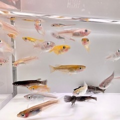⑮【第3回ご協賛めだかプレゼント企画】（⑮ミックスメダカ＆飼育容器セット）の画像