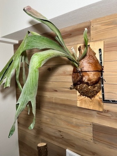 値下げ　ビカクシダ　特大