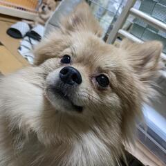 【里親様決まりました】ポメラニアン♂ 翠くん