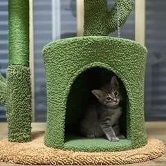 サバトラ？キジトラ？　子猫　生後一ヶ月半 (お話中)