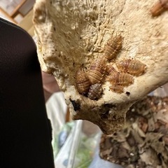 ダンゴムシ　スピノサス　5匹&アンバーダッキー5匹
