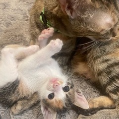 2ヶ月の子猫の里親募集中