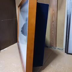 イシダイの剥製の画像