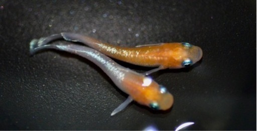 レッドクリフ紅白タイプ1p体外有、No.1